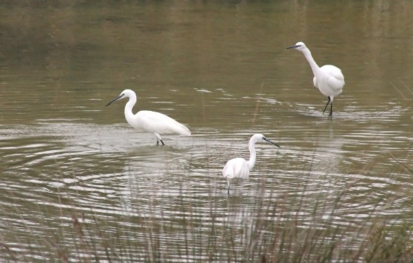 Little Egrets