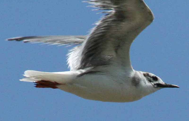 little gull