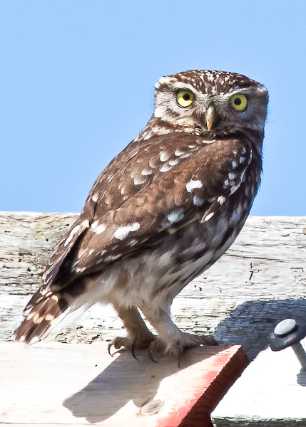 Little Owl