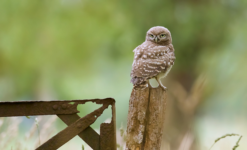 Little Owl