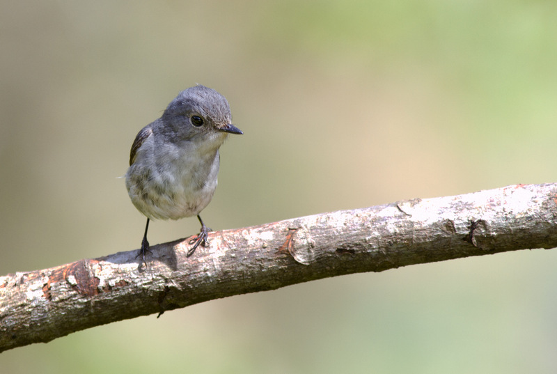 Little Pied Flycatcher ( female )