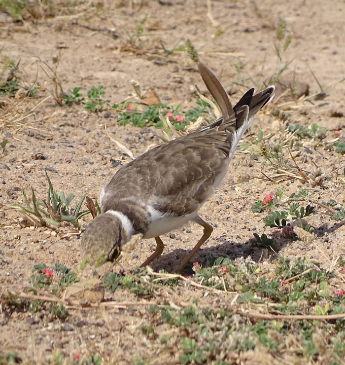 Little Ringed Plover