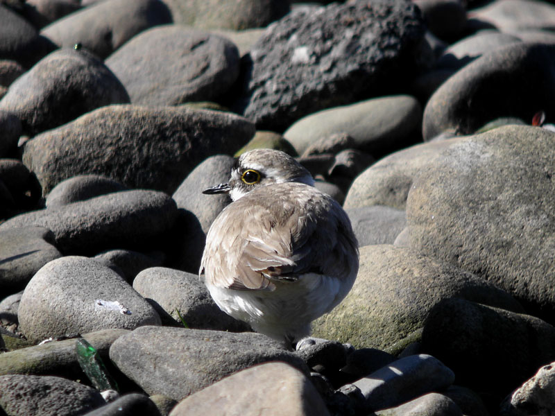 little ringplover