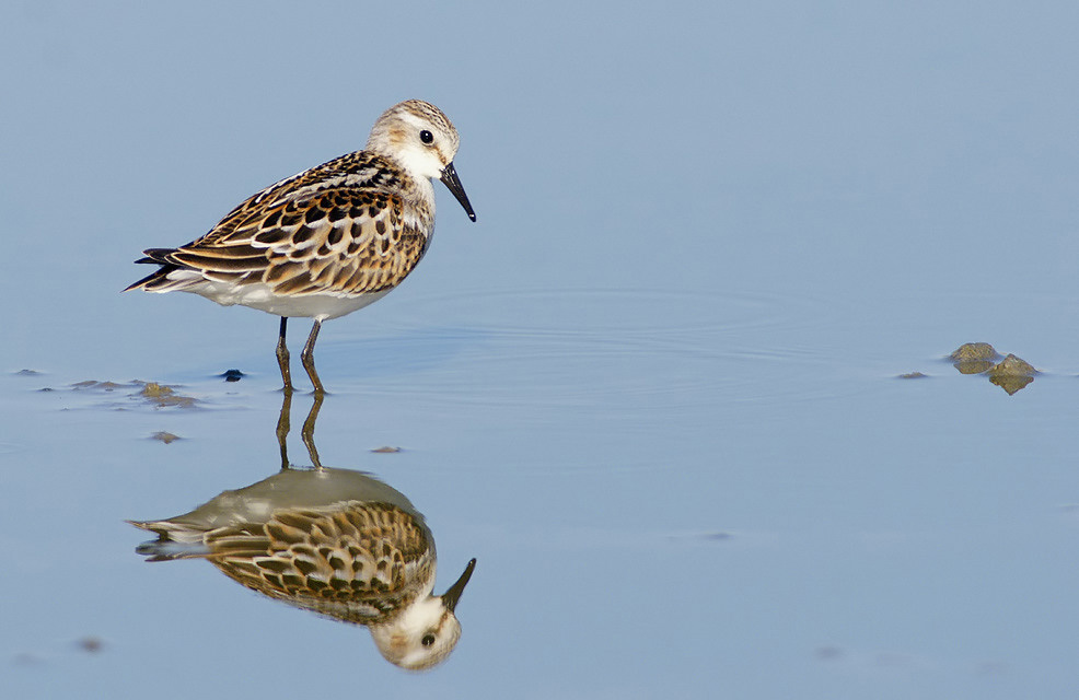 Little Stint