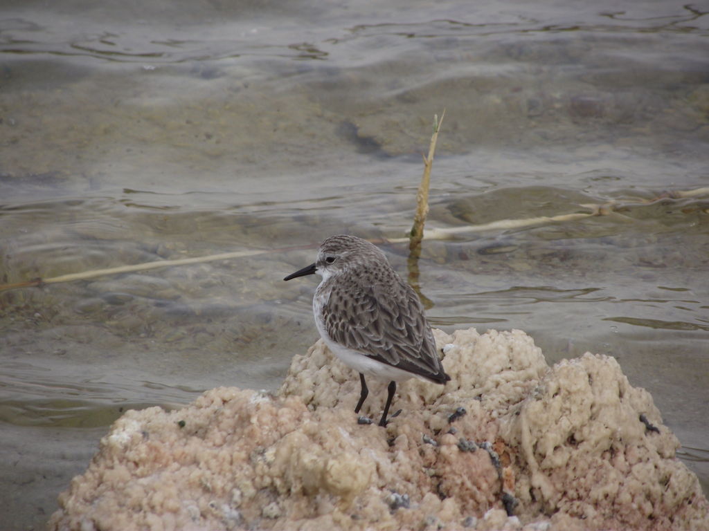 Little stint