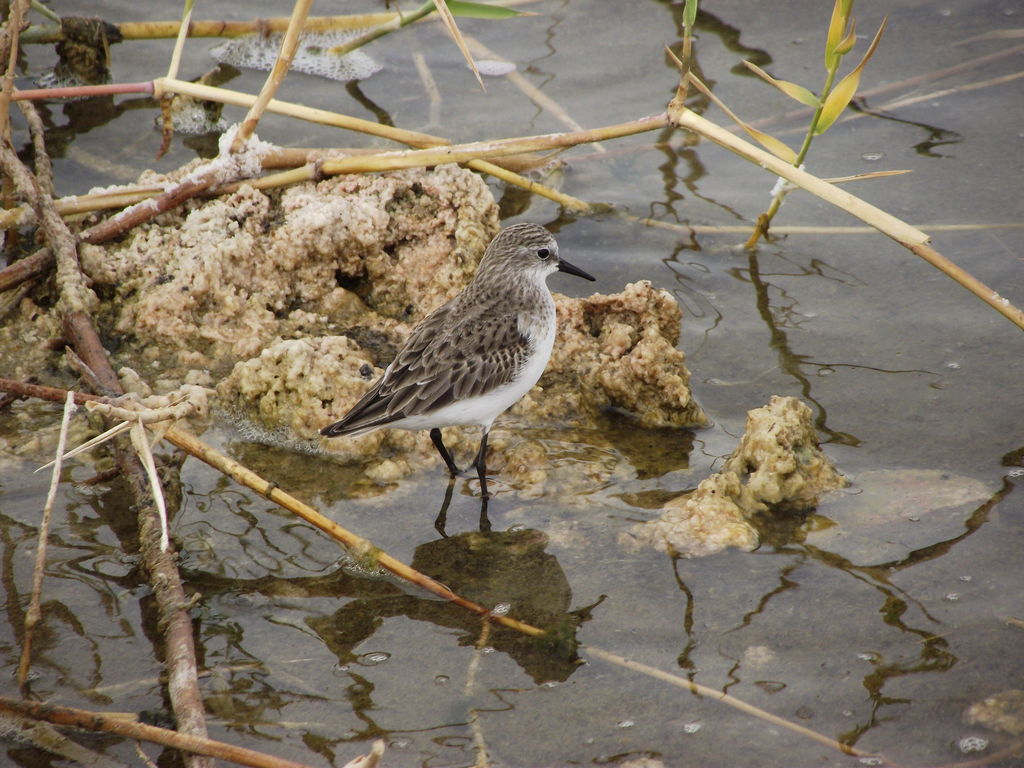 Little stint