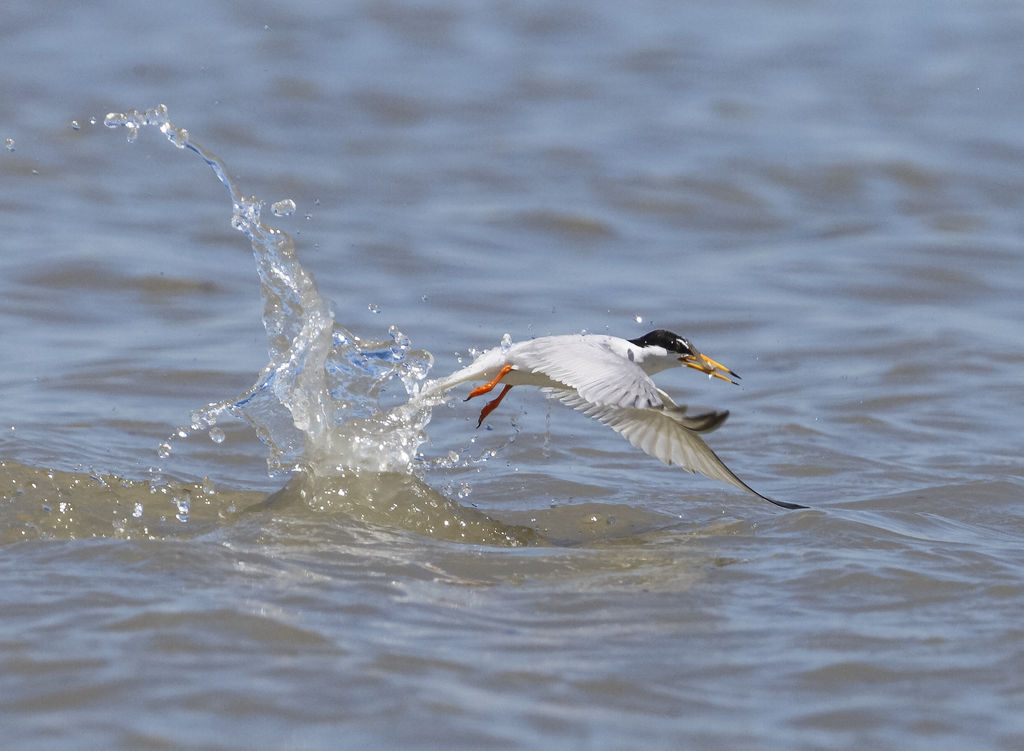Little Tern fishing