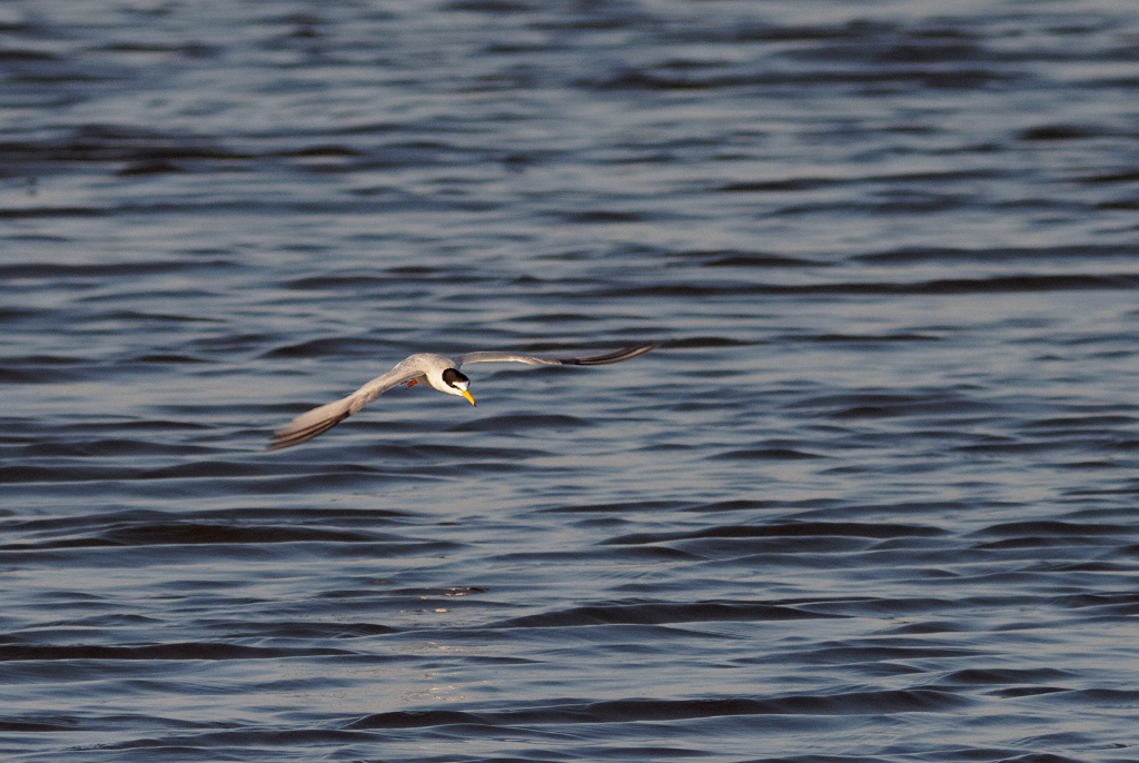 Little Tern