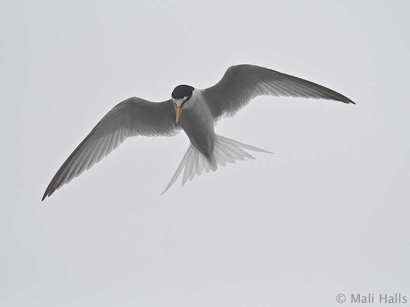 Little Tern