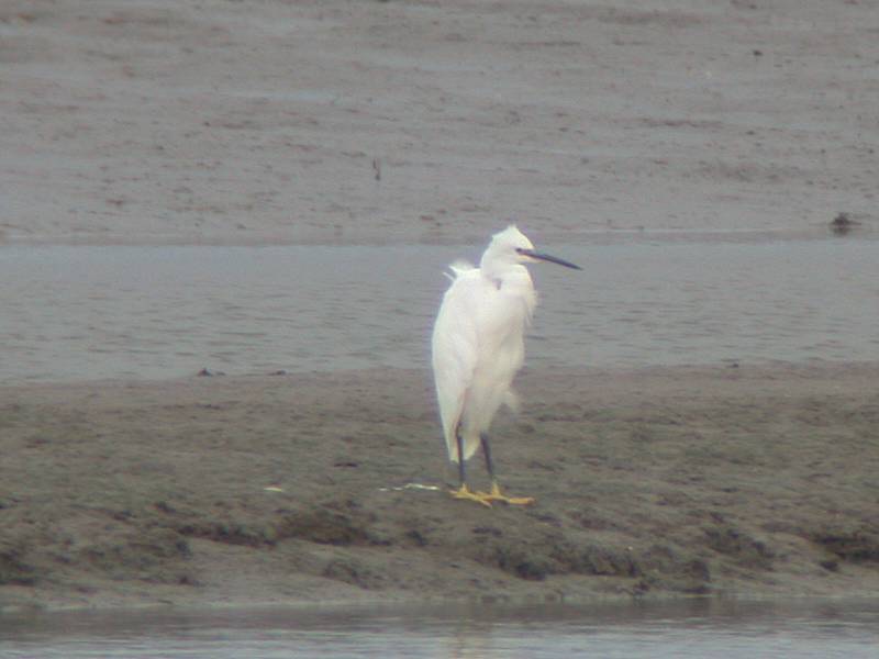 little_egret_2