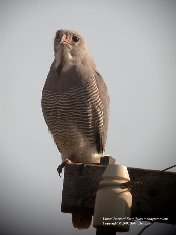 Lizard Buzzard