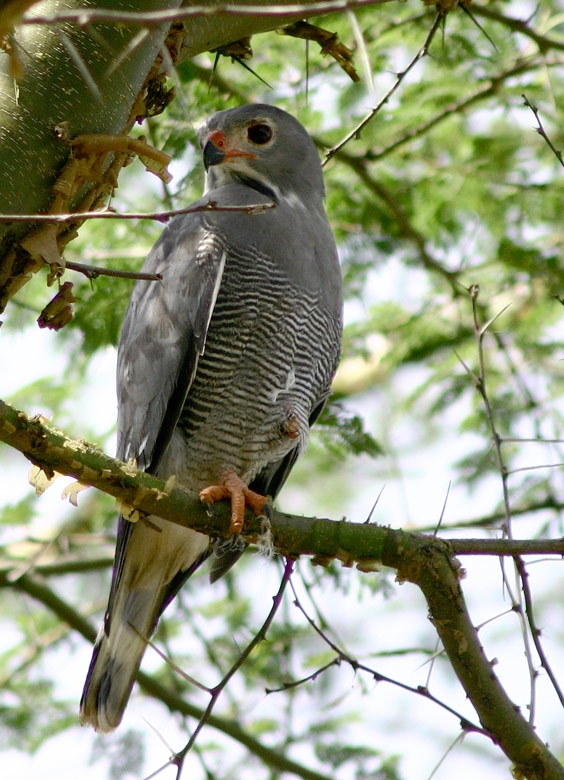 Lizard Buzzard