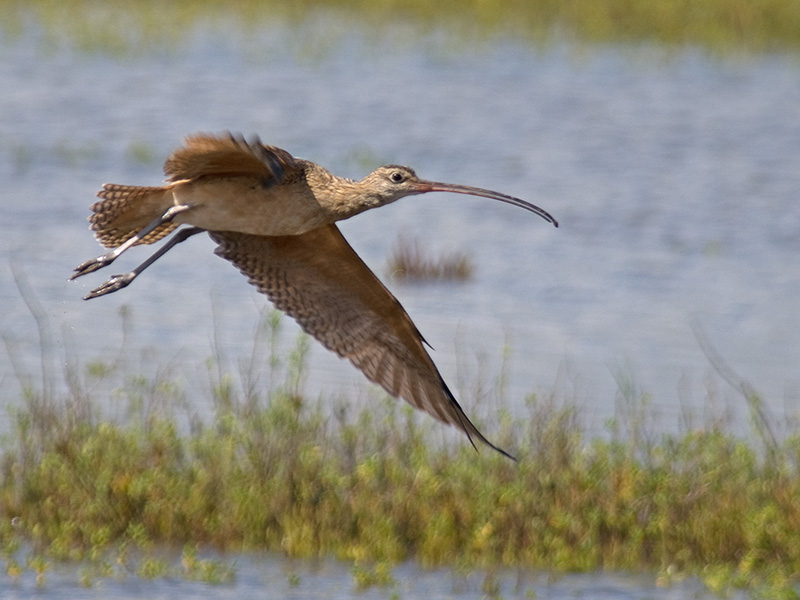 Long-billed Curlew Flight Capture