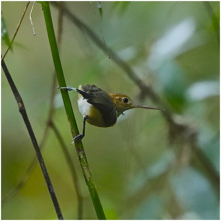 Long-billed Gnatwren