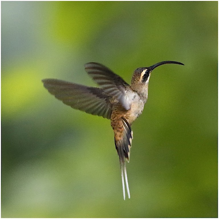 Long-billed Hermit