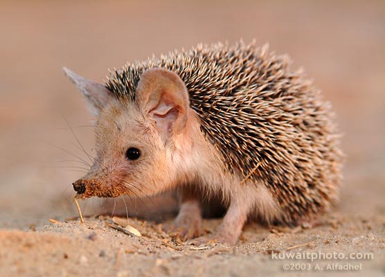 Long Eared Hedgehog