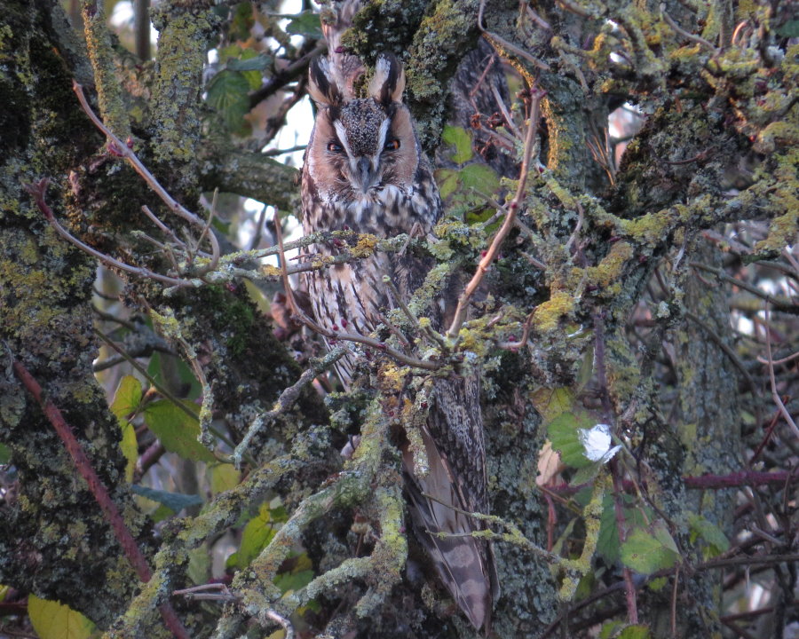 Long-eared Owl