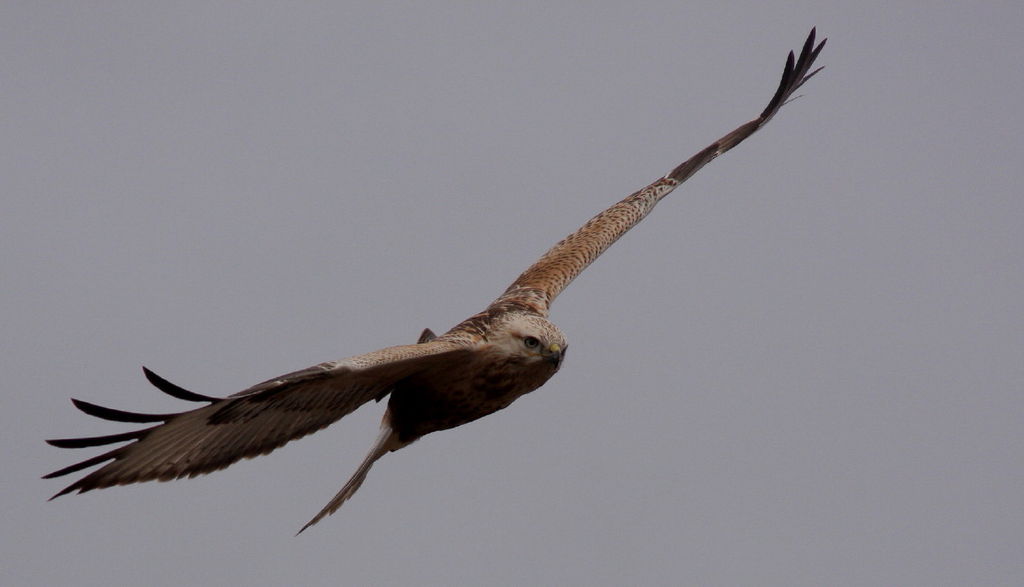 Long-legged Buzzard