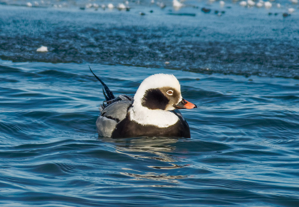 Long Tailed Duck