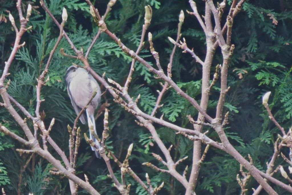 Long Tailed Flit