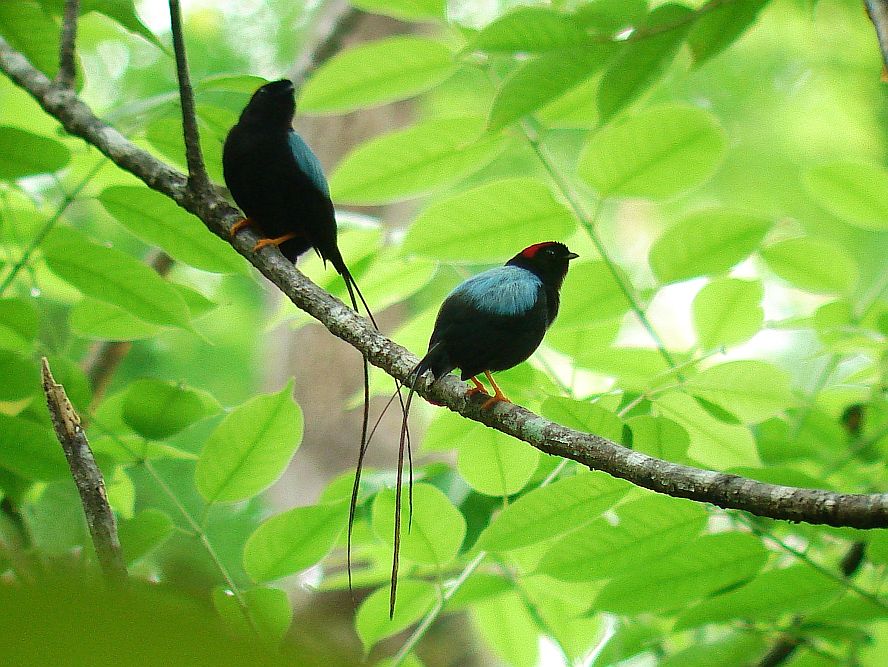 Long-tailed Manakins