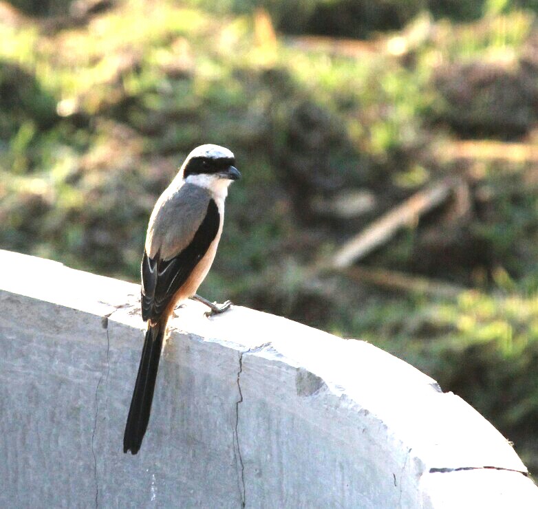 Long tailed shrike