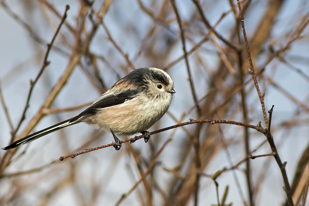 Long Tailed Tit (British)