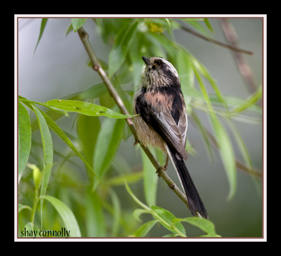 Long-Tailed-tit