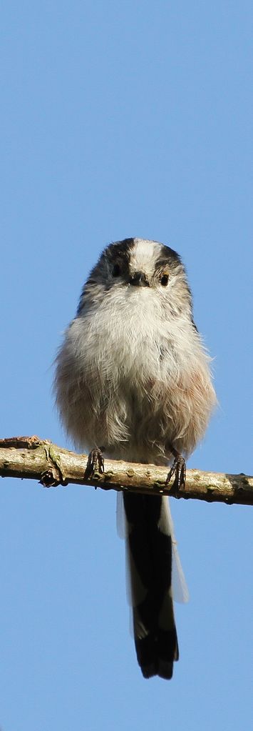 Long-tailed Tit