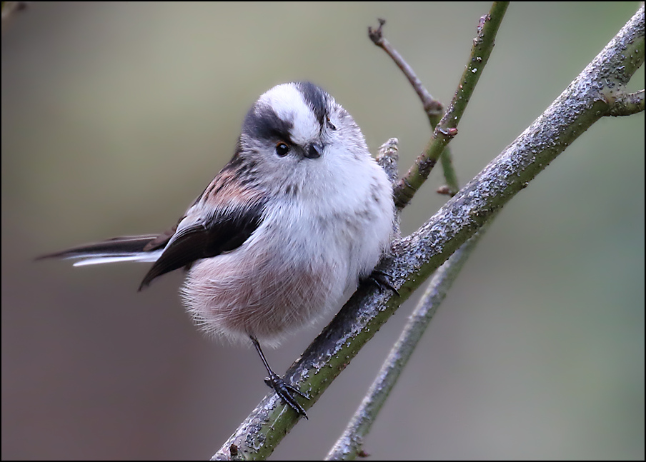 Long tailed tit