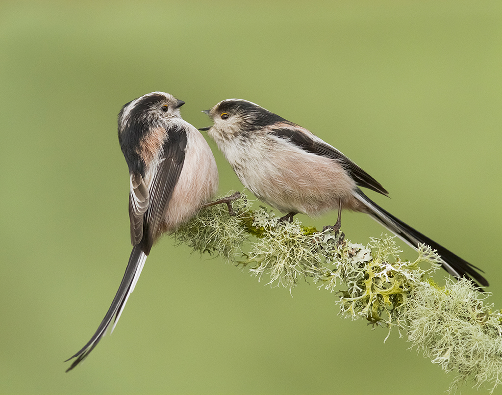 Long-tailed Tits. Aggression