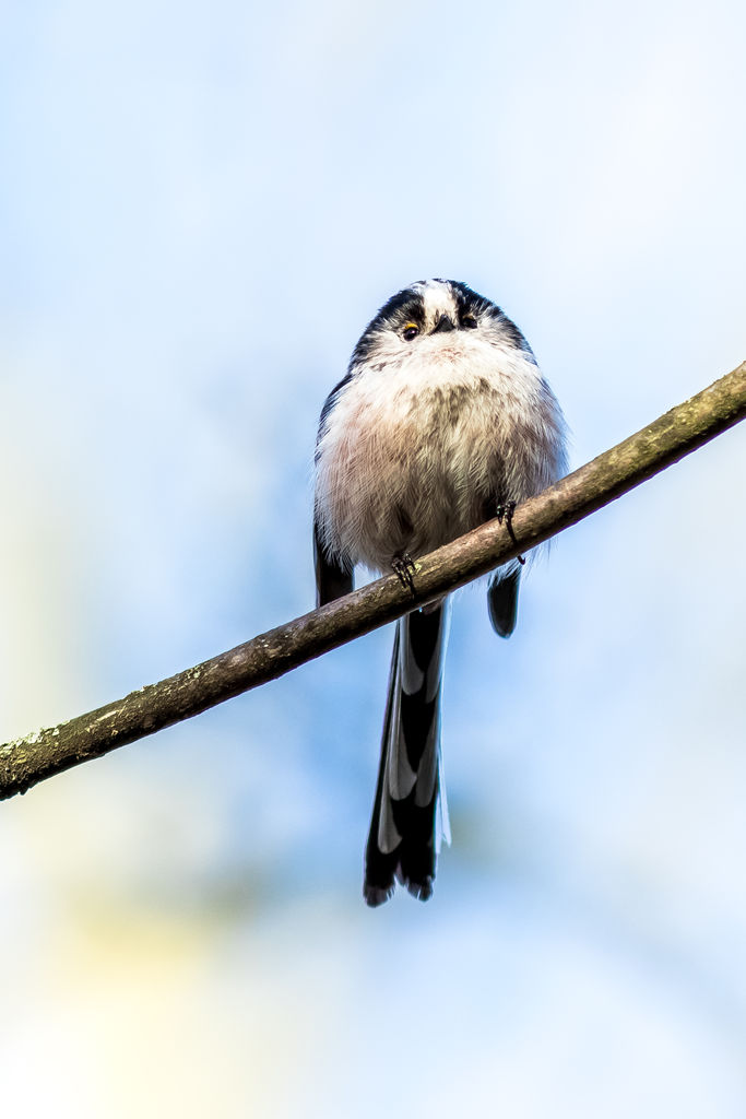 Long tiled tit