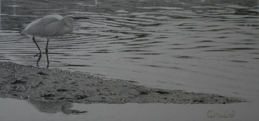 Low Tide-little egret