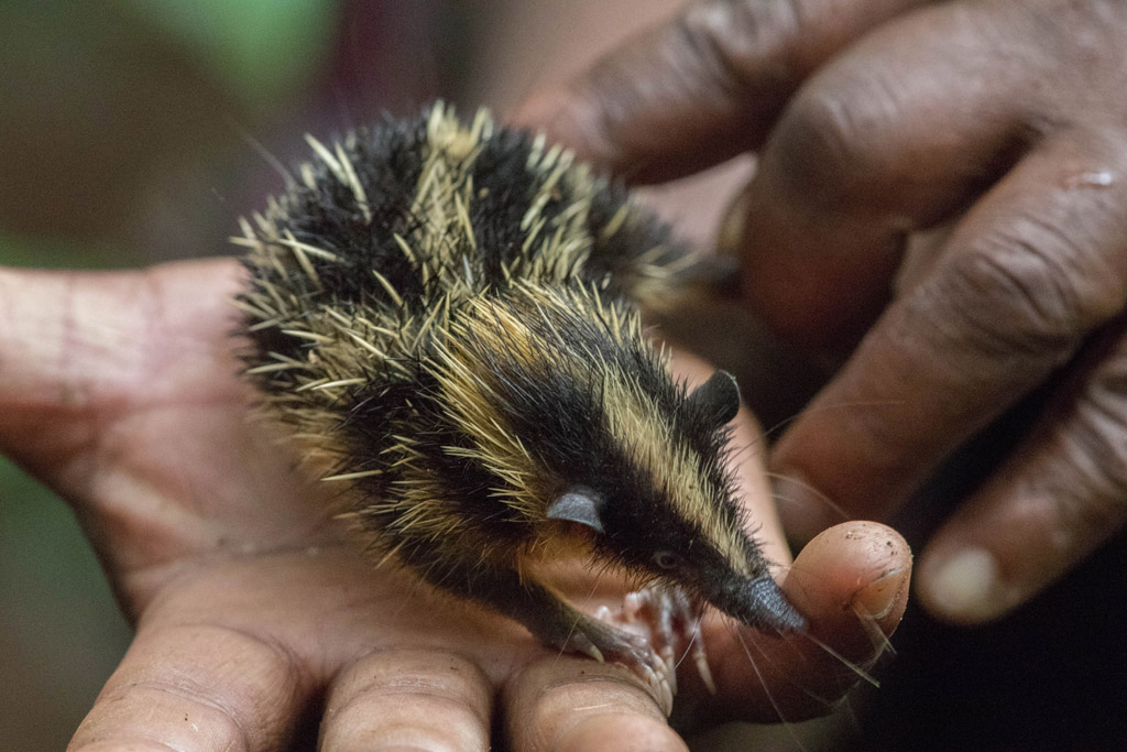 Lowland Streaked Tenrec