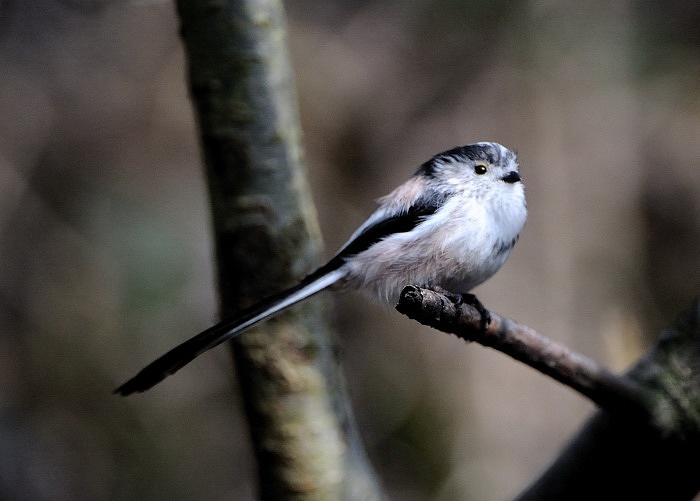 ltt