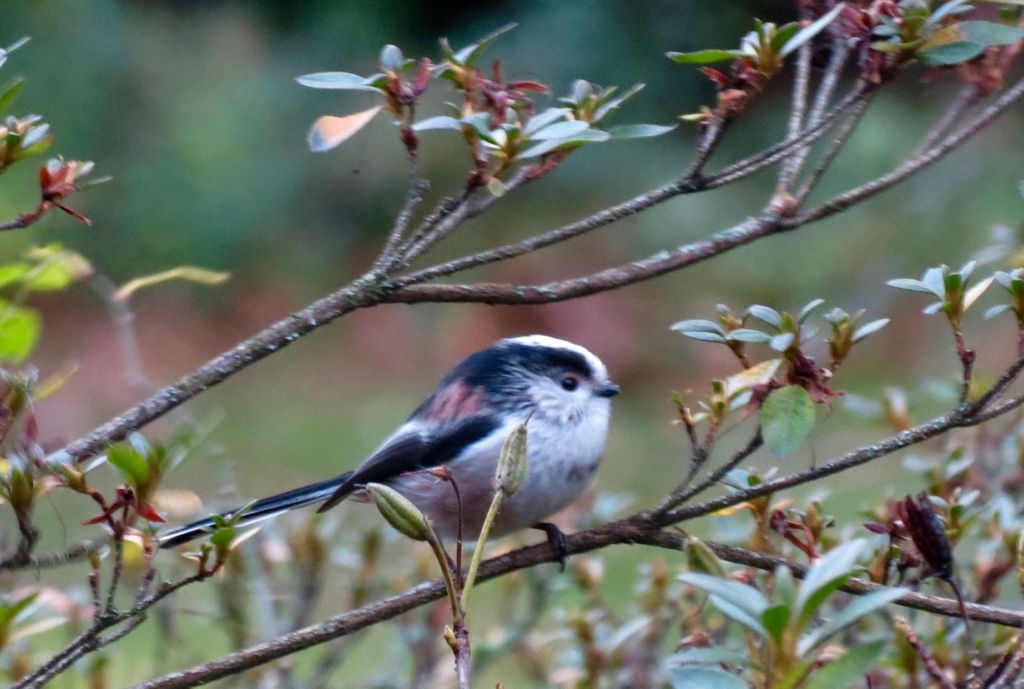 LTT