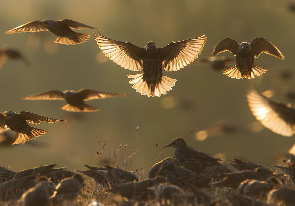 Magnificent Starlings