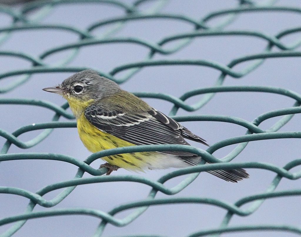 Magnolia warbler