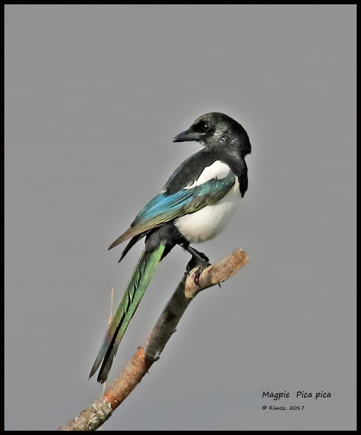 Magpie