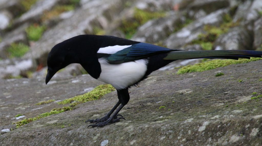 Magpie