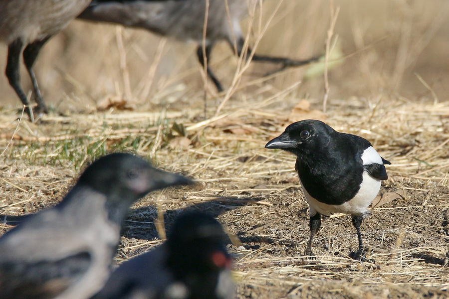 Magpie