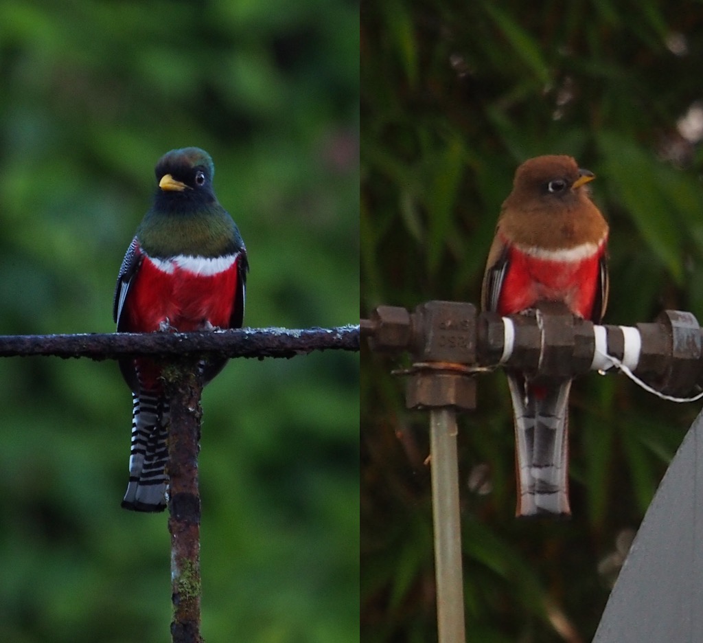 Male and Female Collared Trogons