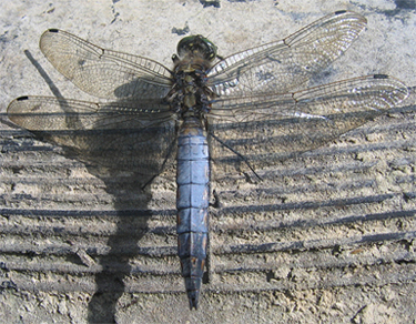 Male Black-tailed Skimmer