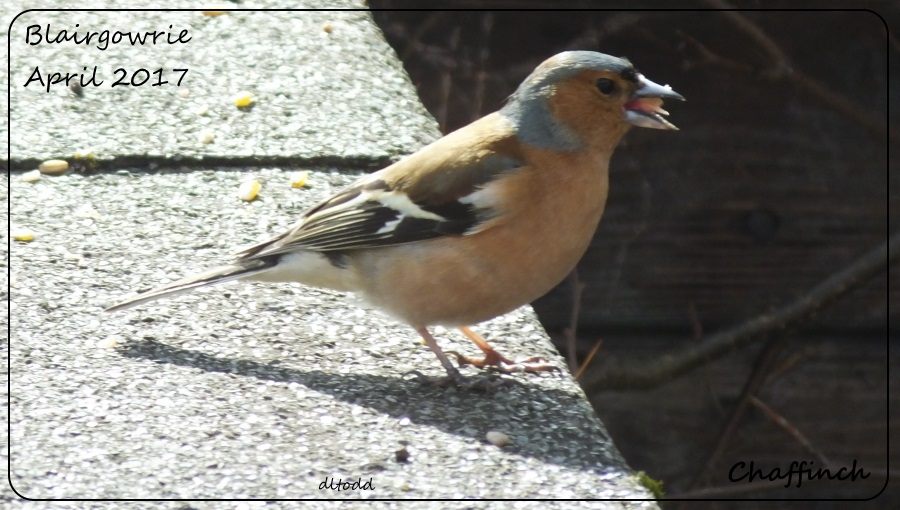 Male Chaffinch