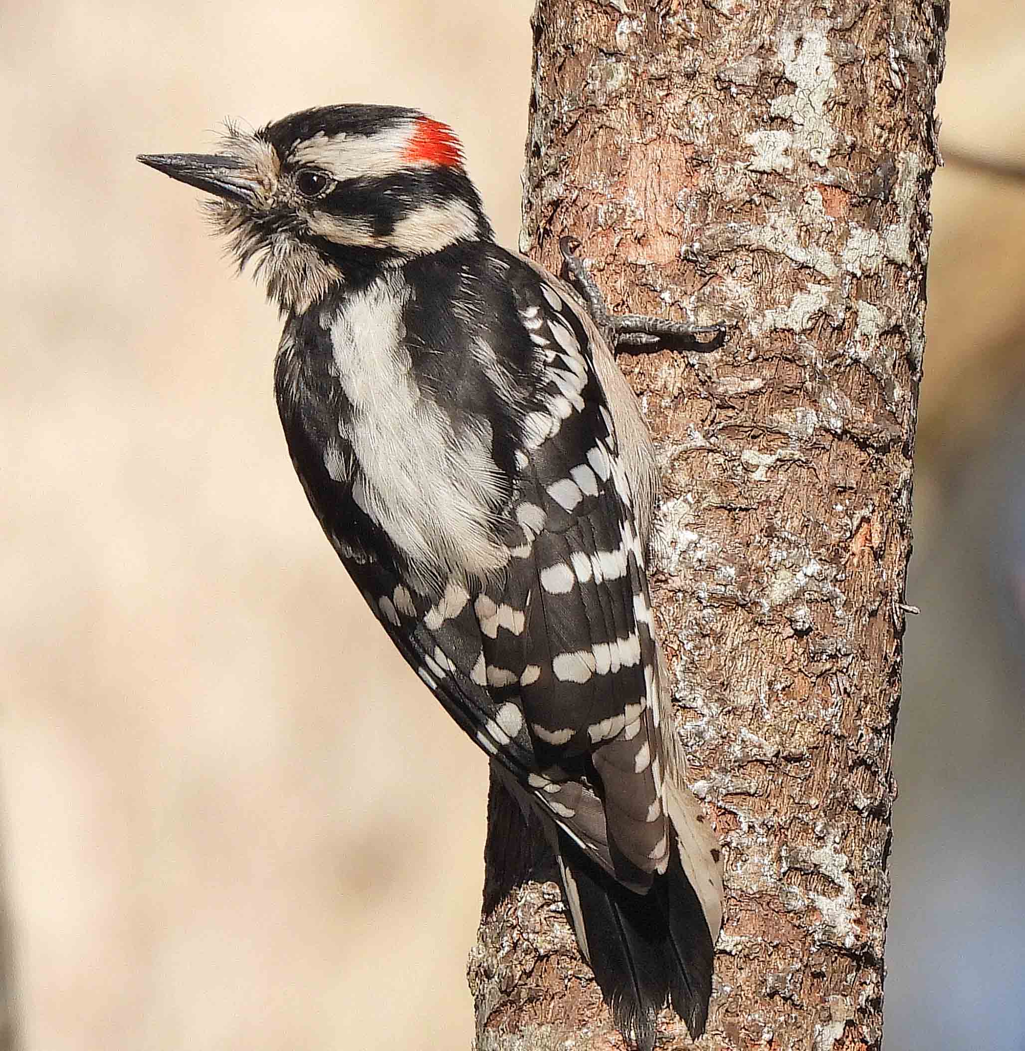 Male, Downy Woodpecker