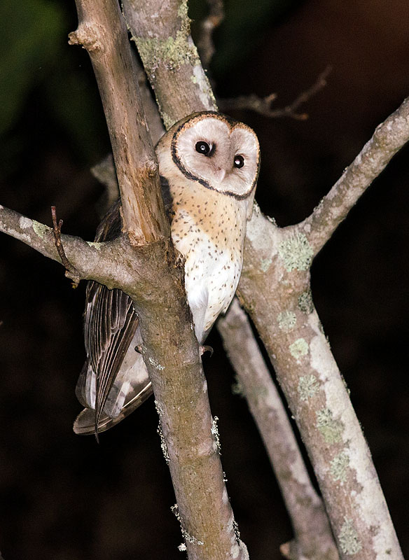 Male Masked Owl - Tasmania