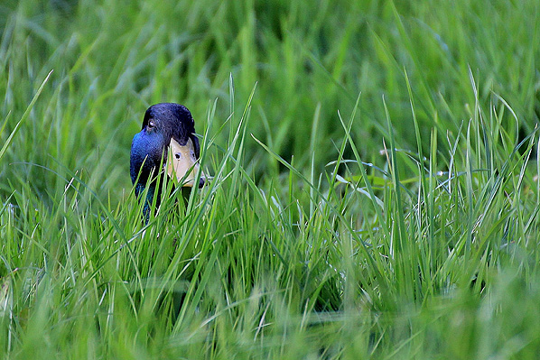 Mallard Duck Male