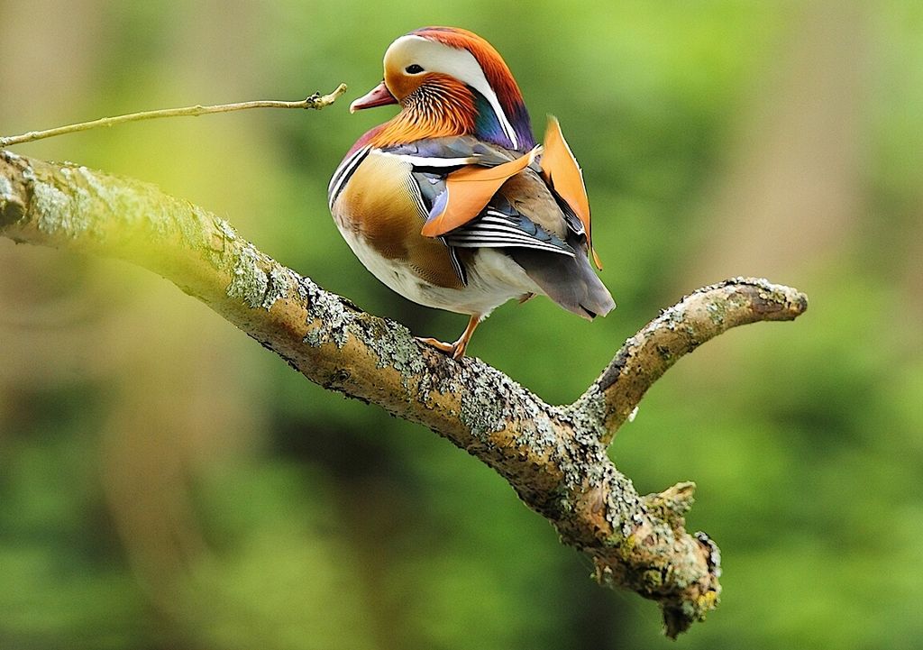 Mandarin Aix galericulata