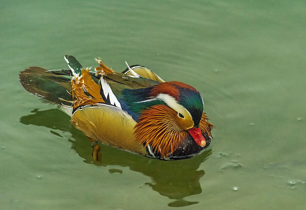 Mandarin duck   (winter -8  C)