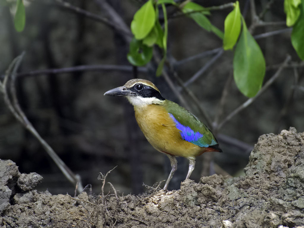 Mangrove Pitta